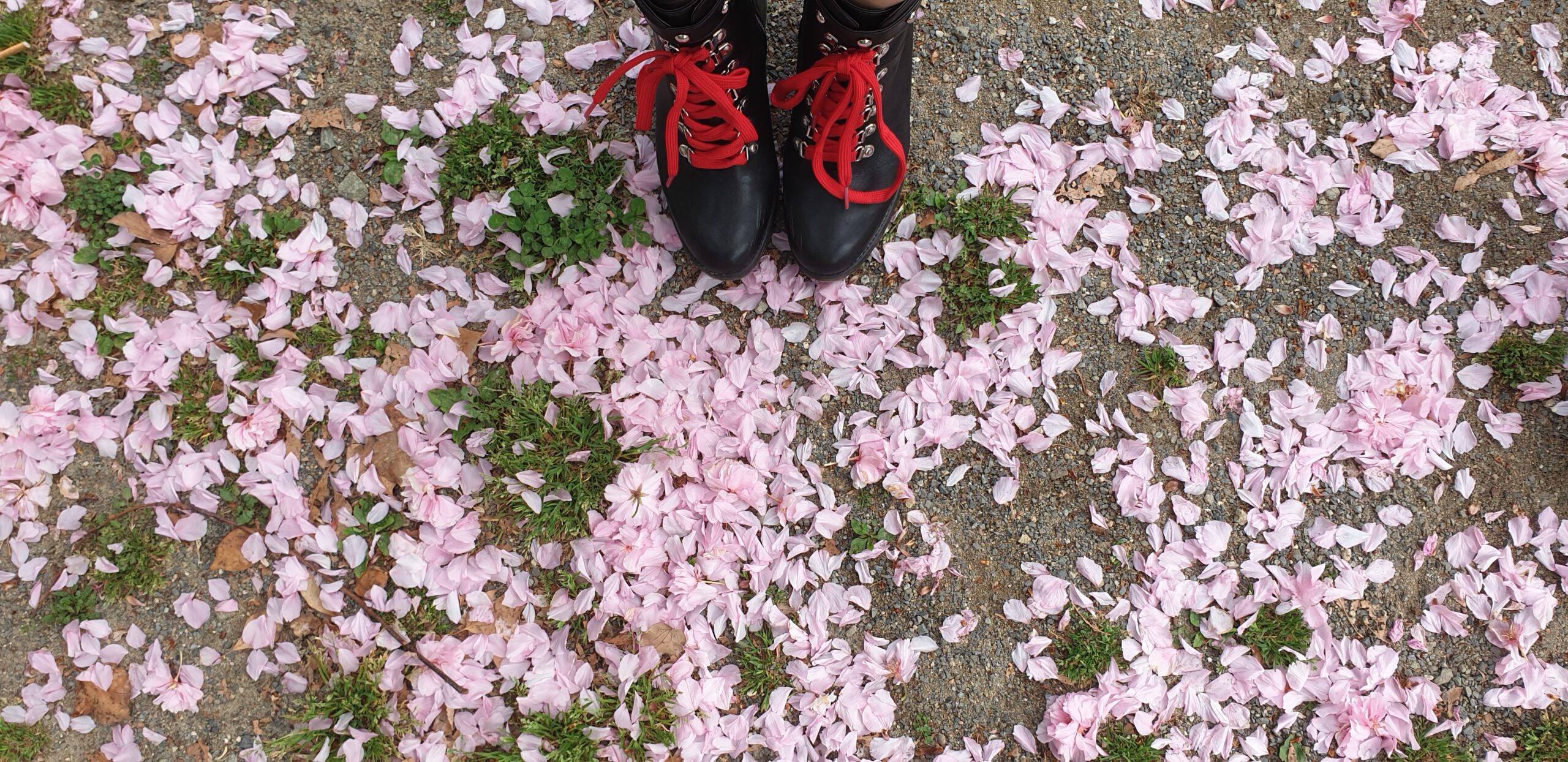 photo de pétale de cerisier rose sur le sol marron avec des touffe d'herbe par endroit. on voit des bottes noir avec des lacets rouges en haut.
